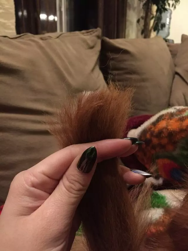 Anytime Mobile Grooming