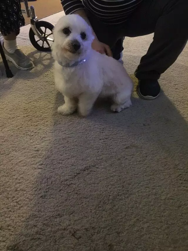 Anytime Mobile Grooming