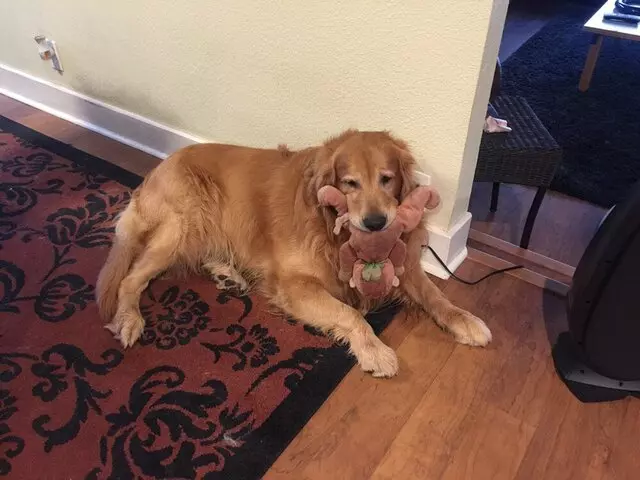 Anytime Mobile Grooming