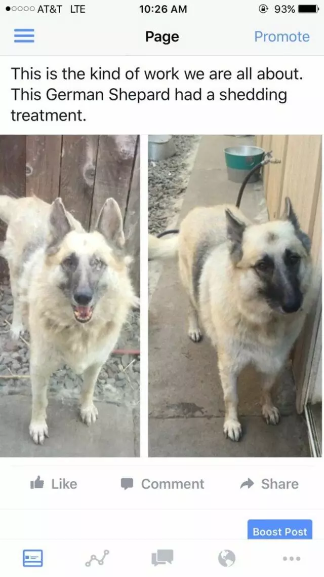 Anytime Mobile Grooming