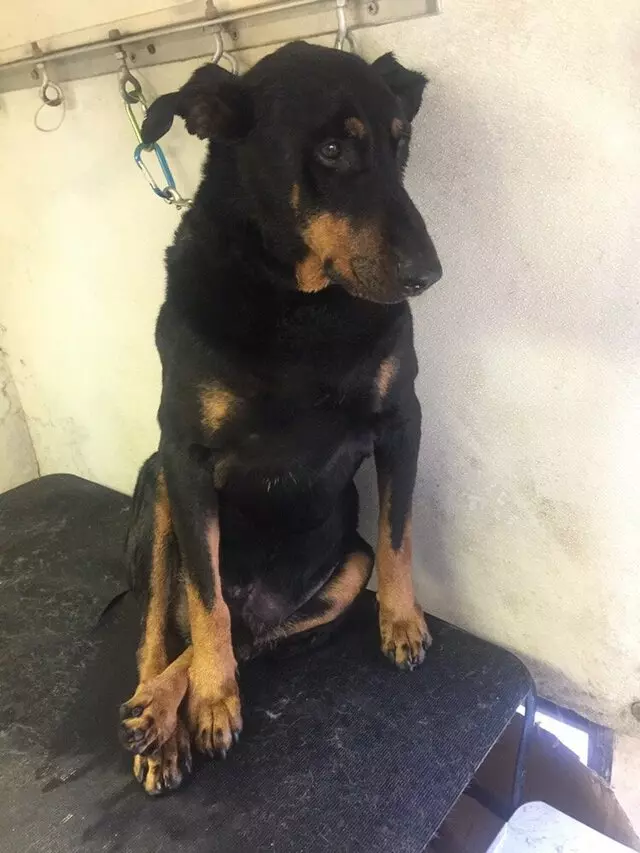 Anytime Mobile Grooming