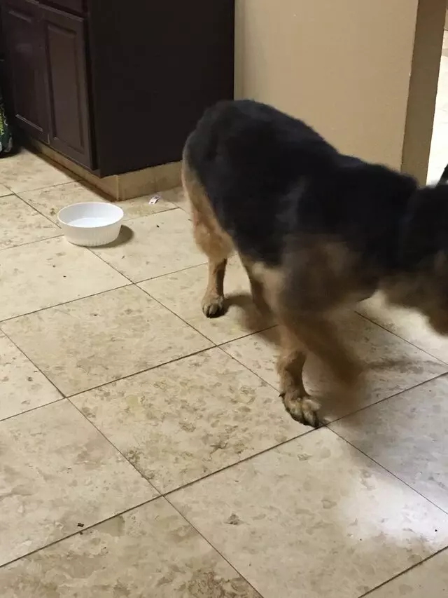 Anytime Mobile Grooming