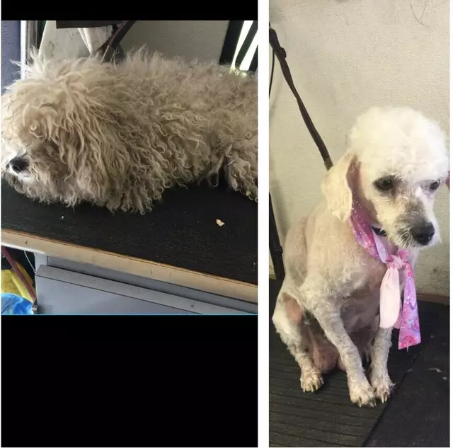 Anytime Mobile Grooming