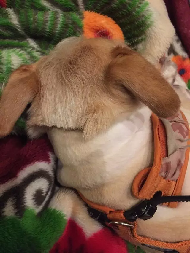 Anytime Mobile Grooming