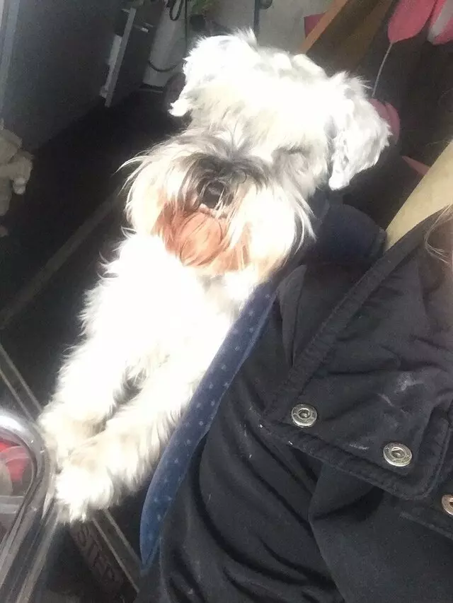 Anytime Mobile Grooming