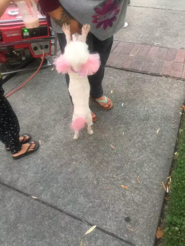 Anytime Mobile Grooming