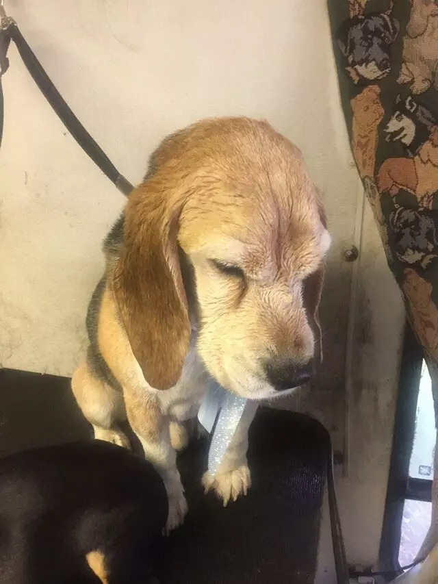 Anytime Mobile Grooming