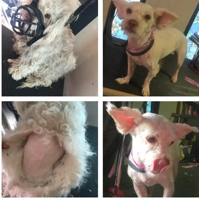 Anytime Mobile Grooming