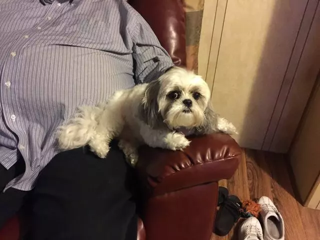 Anytime Mobile Grooming