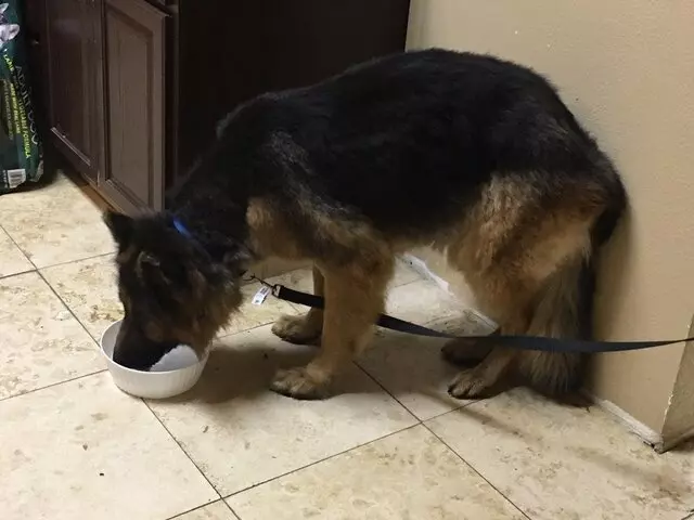 Anytime Mobile Grooming