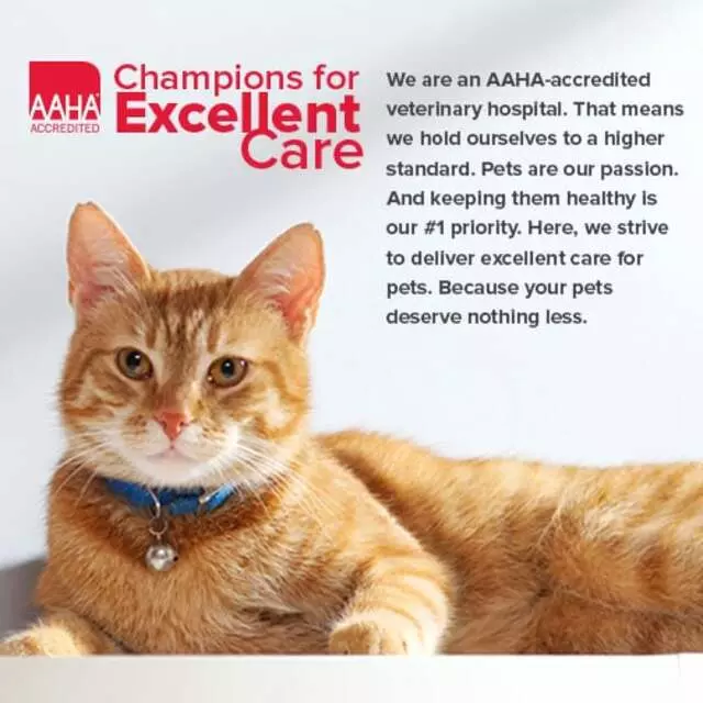 American Veterinary Hospital