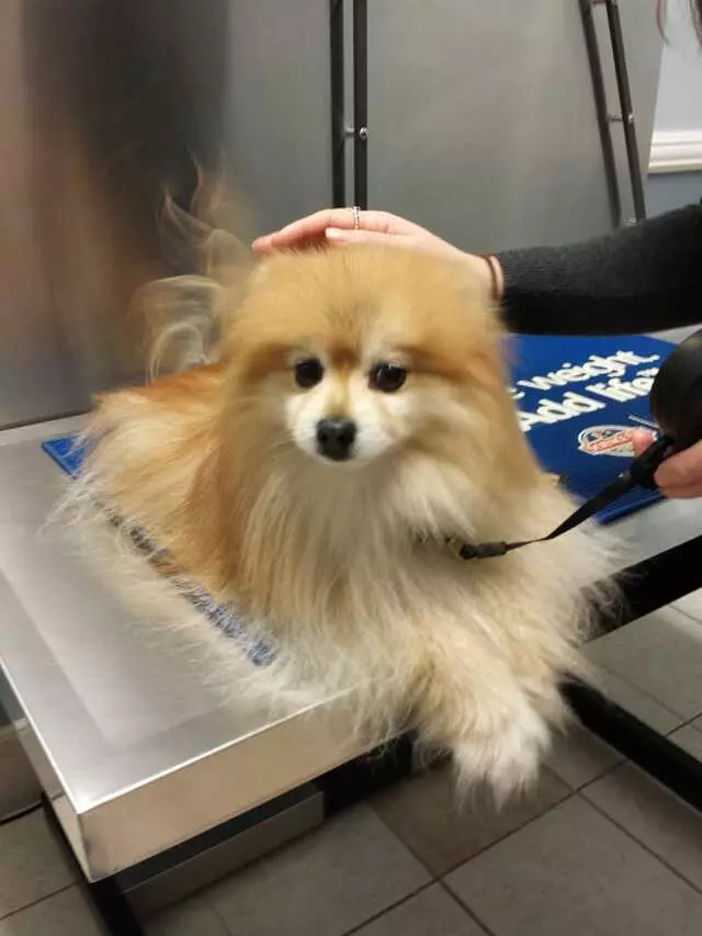 American Veterinary Hospital