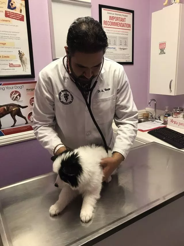 American Veterinary Hospital