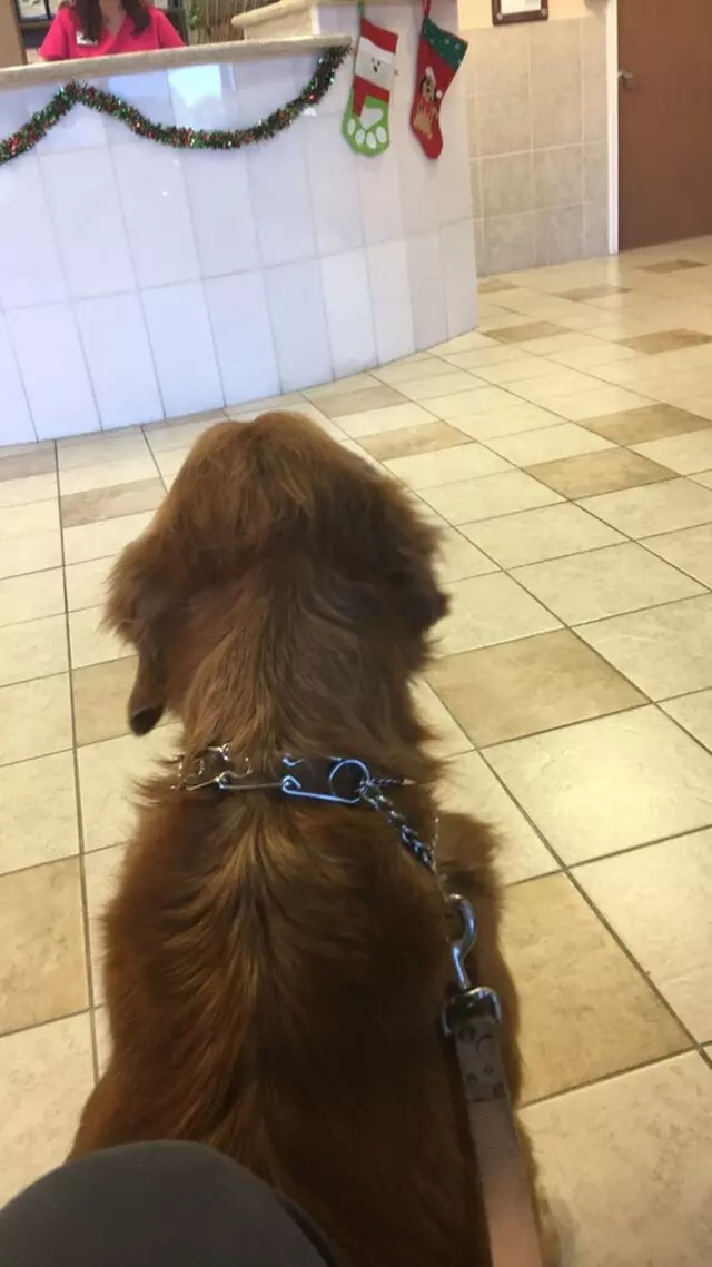 American Veterinary Hospital
