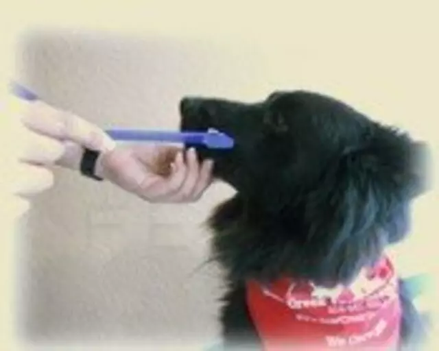 American Veterinary Hospital