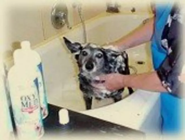 American Veterinary Hospital