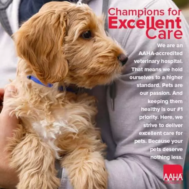 American Veterinary Hospital