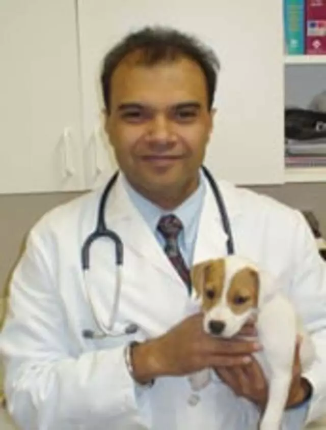 American Veterinary Hospital