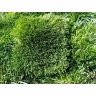 Artificial Grass NorCal