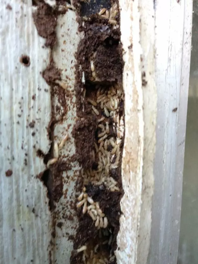 A-1 Exterminators