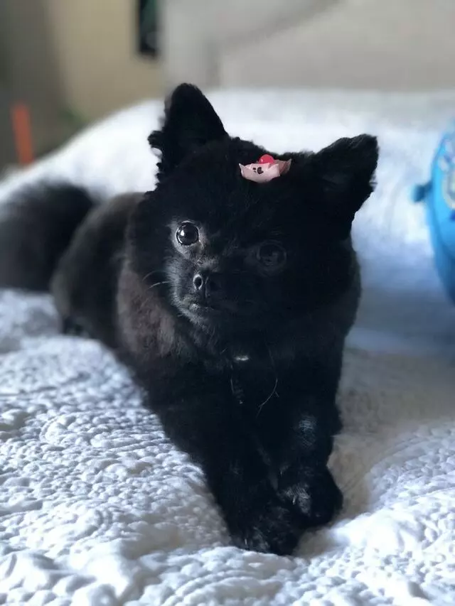 Paw Prints Grooming Spaw
