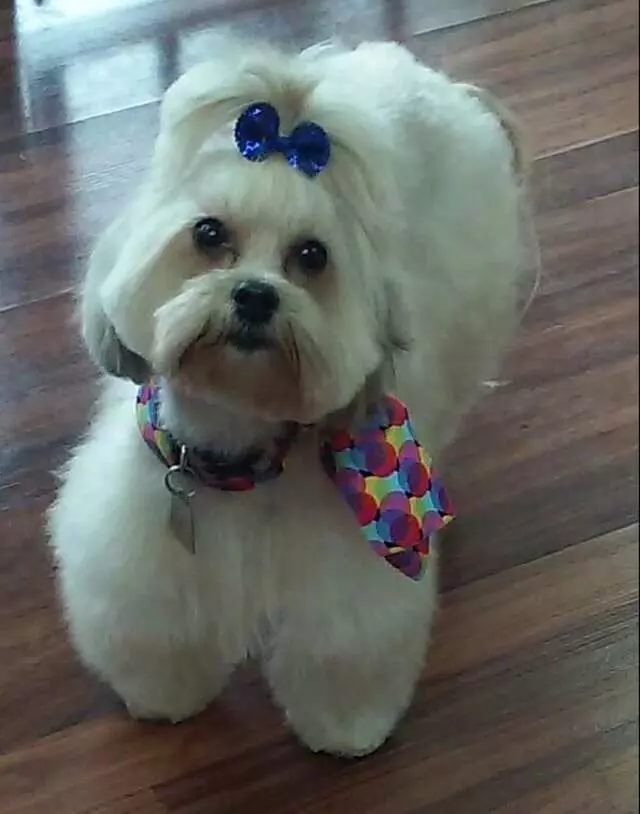 Above & Beyond Mobile Pet Grooming