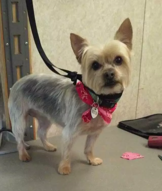 Above & Beyond Mobile Pet Grooming