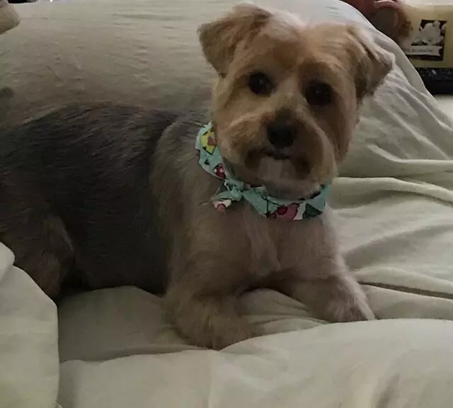 Above & Beyond Mobile Pet Grooming