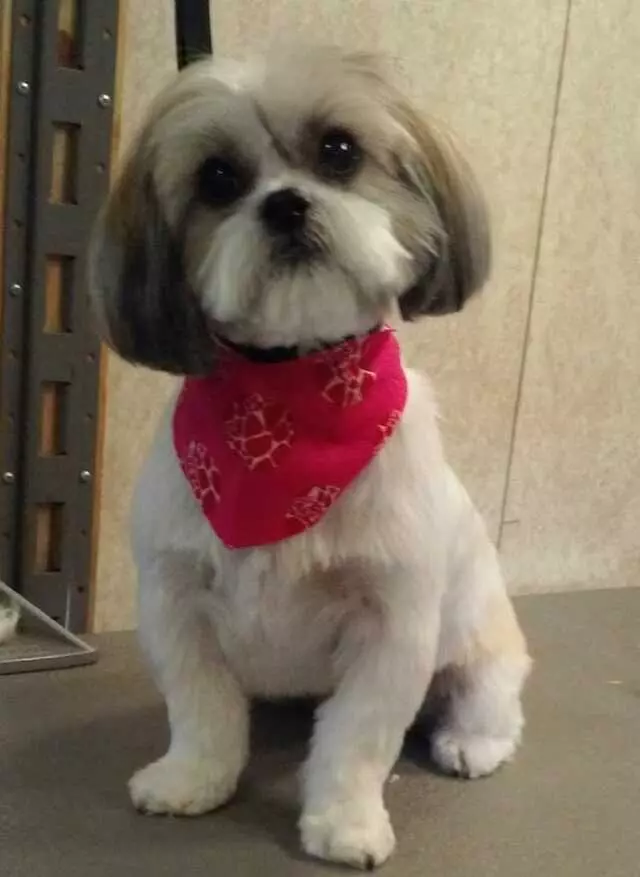 Above & Beyond Mobile Pet Grooming