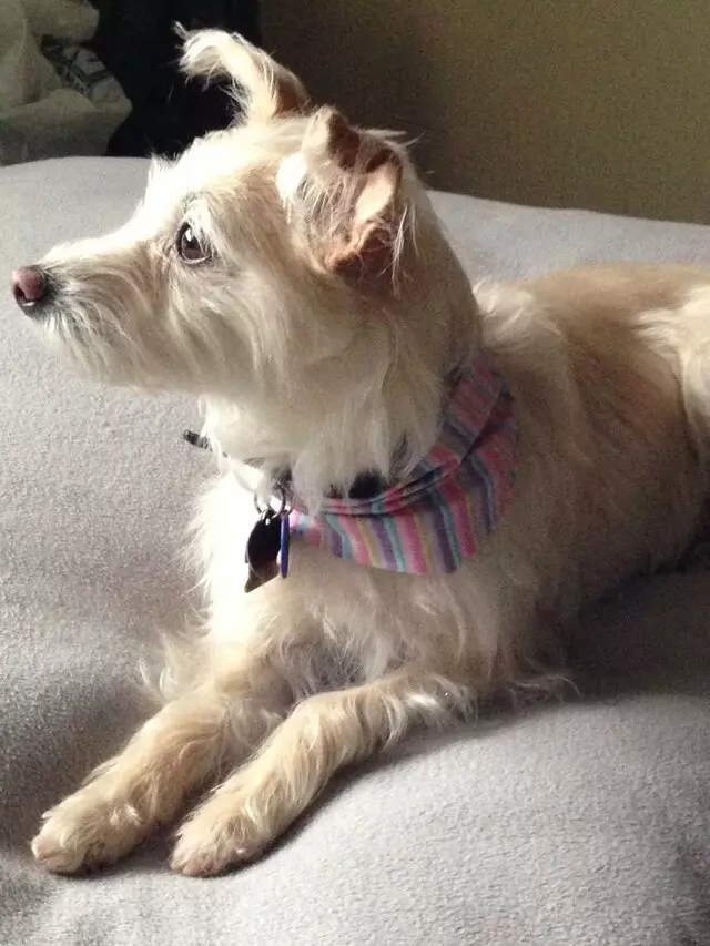 Above & Beyond Mobile Pet Grooming