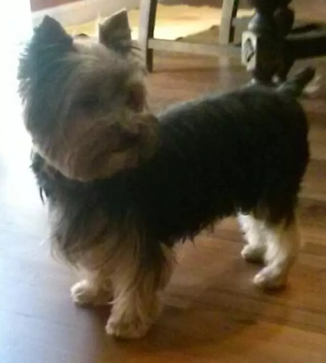 Above & Beyond Mobile Pet Grooming