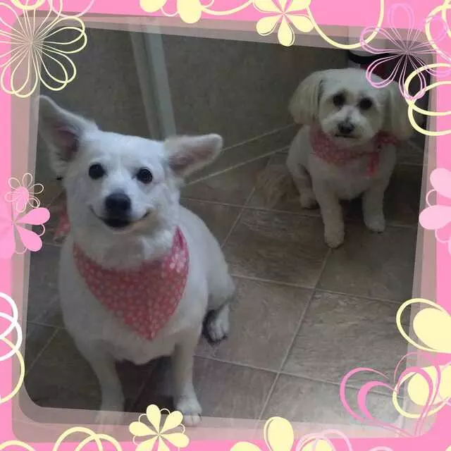 Above & Beyond Mobile Pet Grooming