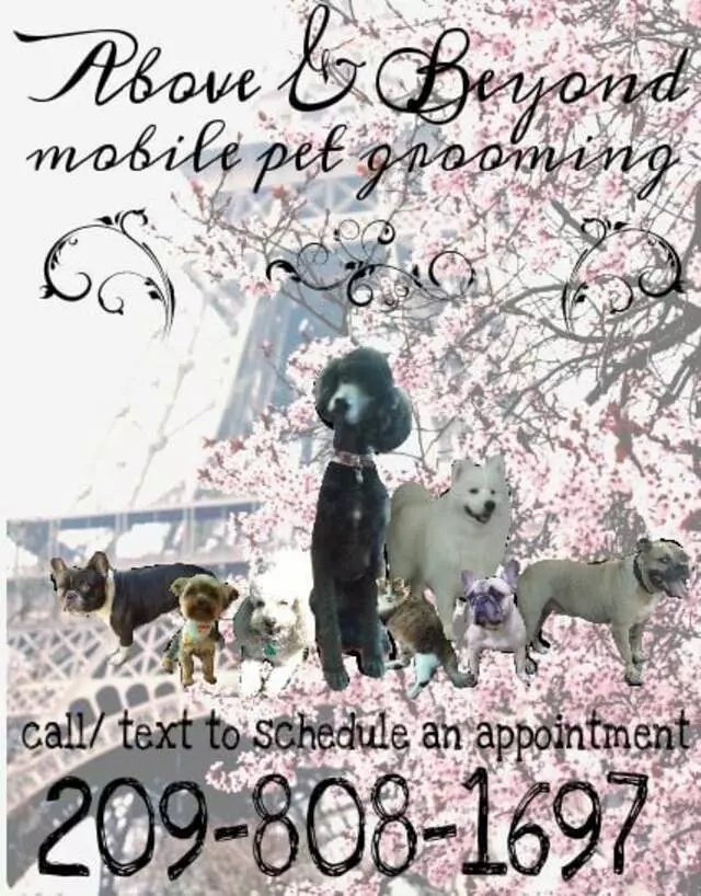 Above & Beyond Mobile Pet Grooming