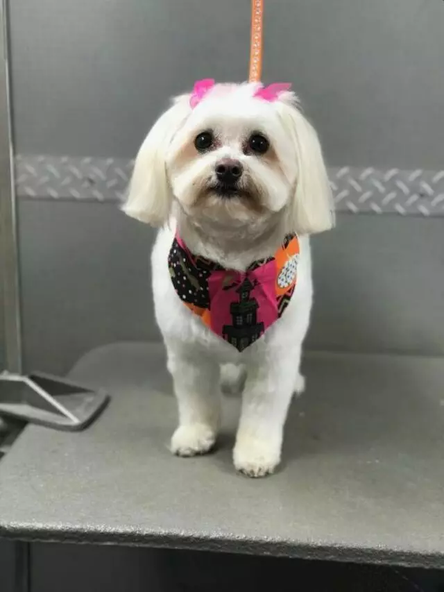 Above & Beyond Mobile Pet Grooming