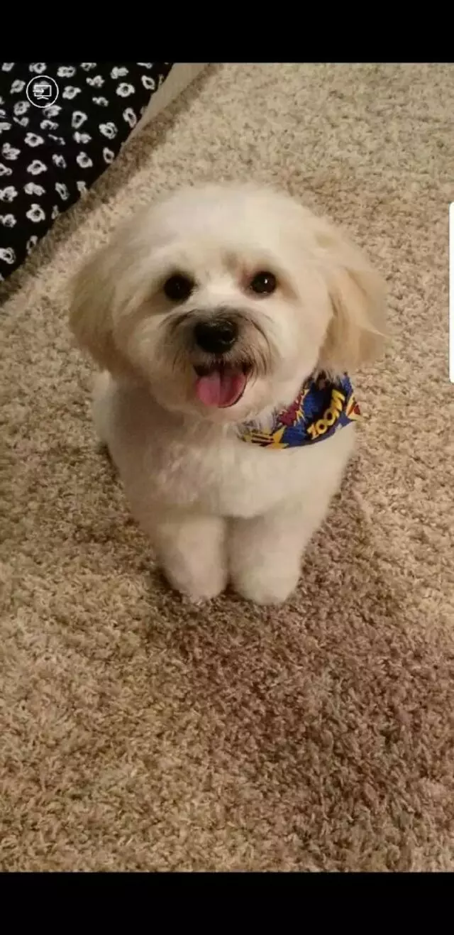Above & Beyond Mobile Pet Grooming