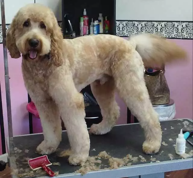 Above & Beyond Mobile Pet Grooming
