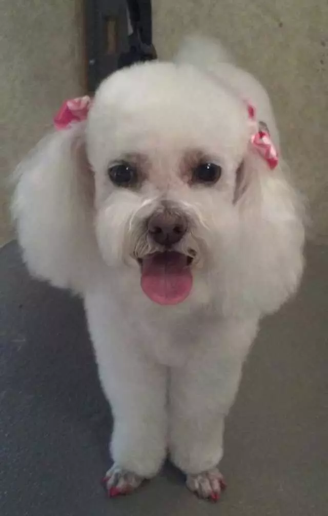 Above & Beyond Mobile Pet Grooming