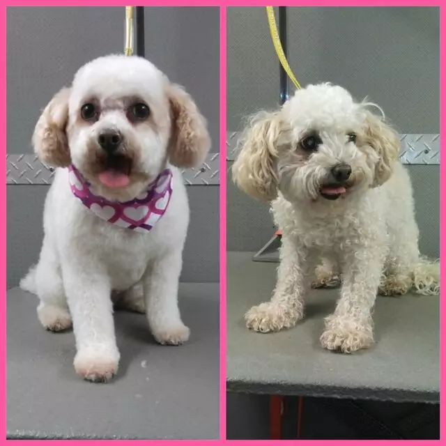 Above & Beyond Mobile Pet Grooming