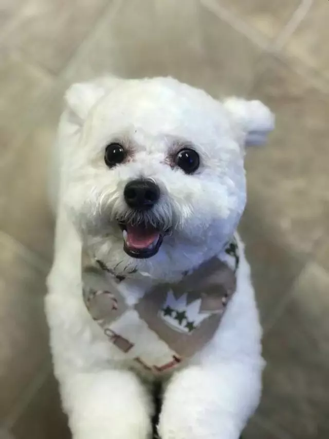 Above & Beyond Mobile Pet Grooming