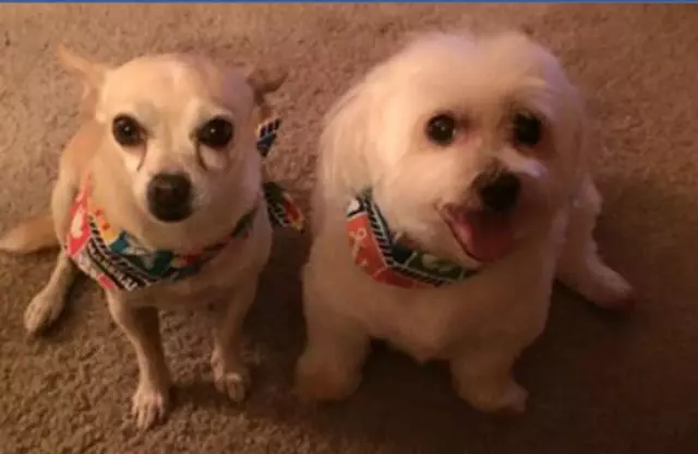 Above & Beyond Mobile Pet Grooming