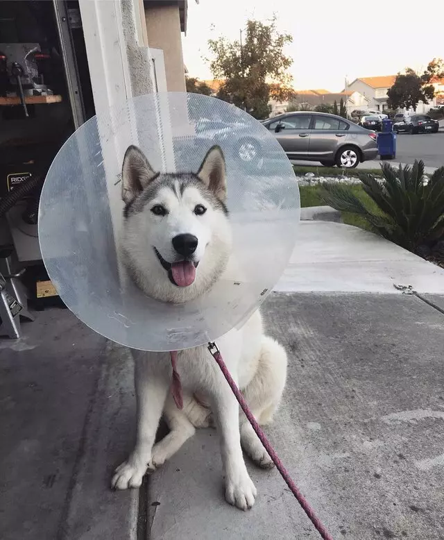 ACT Spay & Neuter Clinic