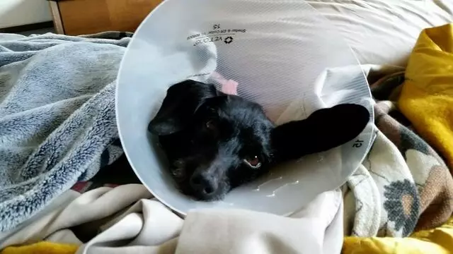 ACT Spay & Neuter Clinic