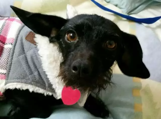 ACT Spay & Neuter Clinic