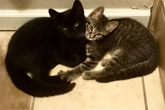 ACT Spay & Neuter Clinic