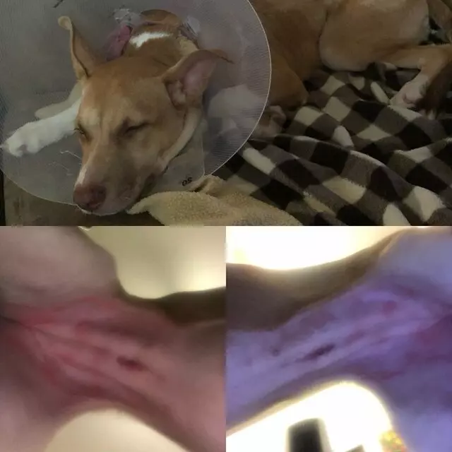 ACT Spay & Neuter Clinic