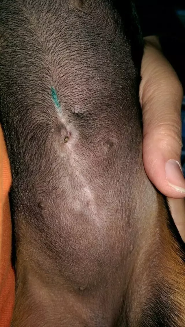 ACT Spay & Neuter Clinic
