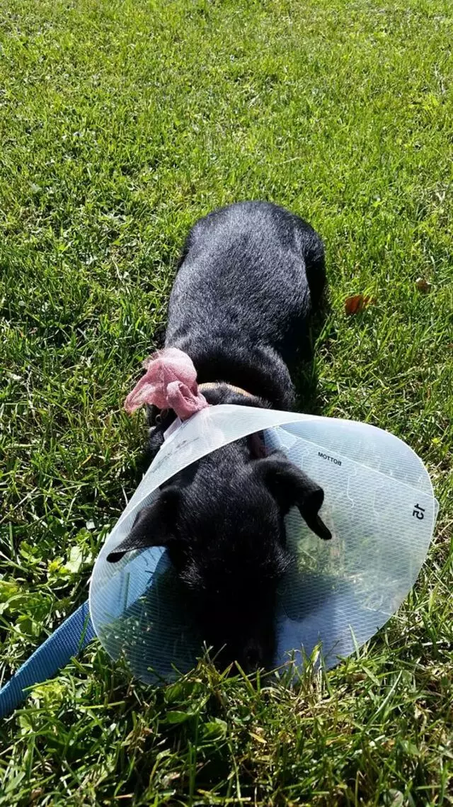ACT Spay & Neuter Clinic