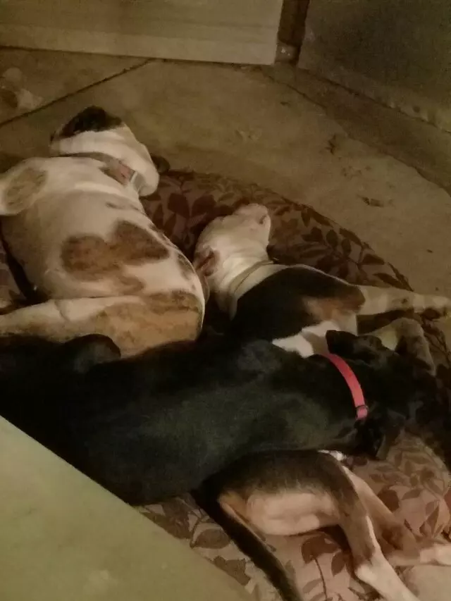 ACT Spay & Neuter Clinic