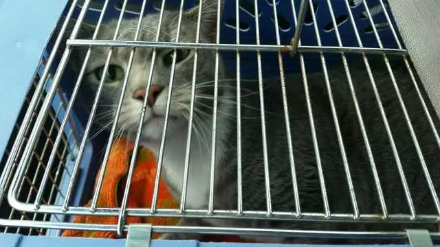 ACT Spay & Neuter Clinic