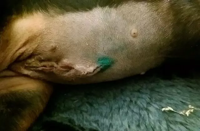 ACT Spay & Neuter Clinic
